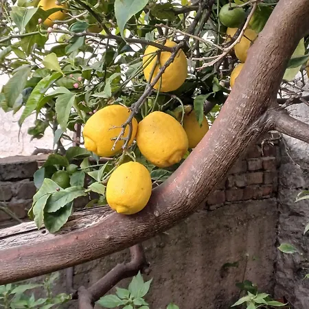 Ventula *